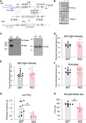 The Slack Channel Deletion Causes Mechanical Pain Hypersensitivity in Mice